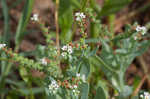 Salt heliotrope